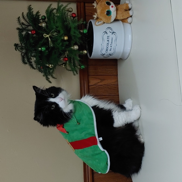 Other - Pet Elf Costume